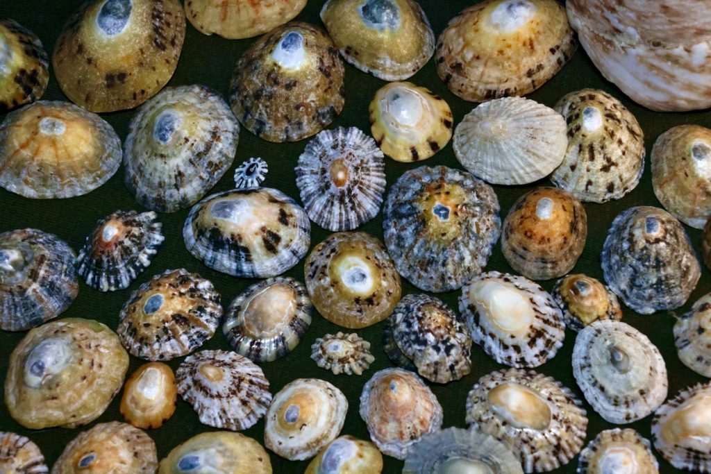 A collection of various patterned seashells on a dark background