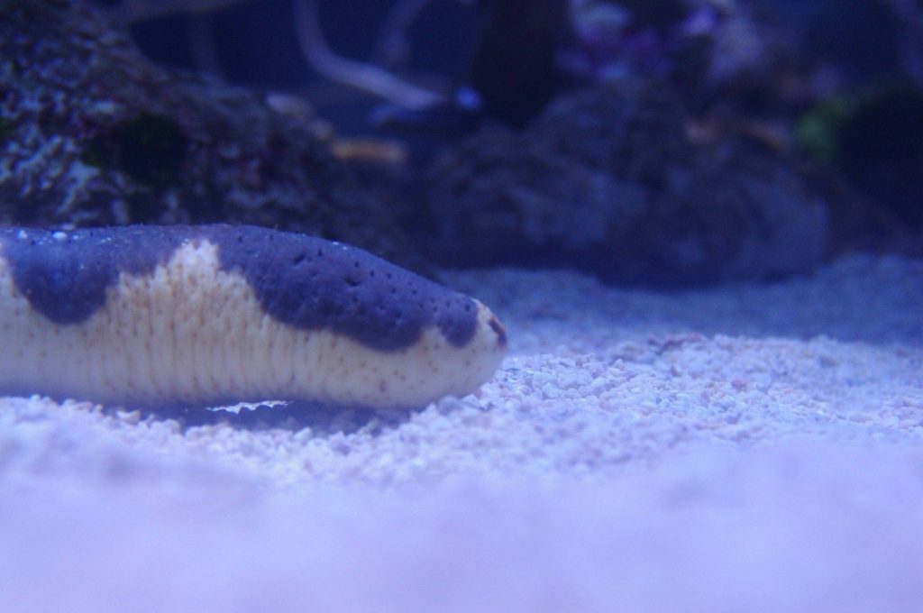 a close up of a fish in a tank