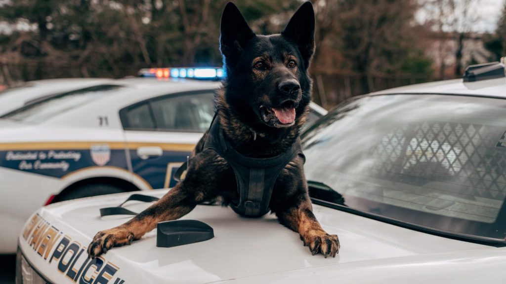 A police dog sitting on top of a police car