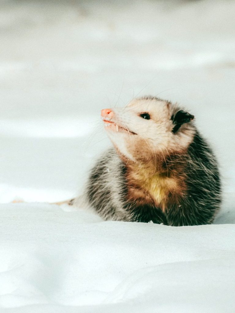 An opossum sits in the snow.