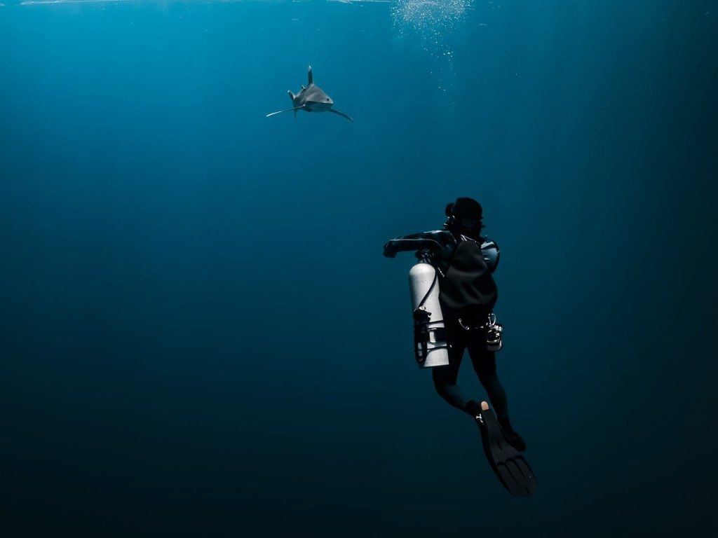 longimanus, longi manus, oceanic whitetip shark, shark, diver, dive, sea, nature, underwater, water, ocean, fishes, egypt, adventure, to travel, sidemount, man, sports