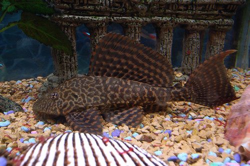 Headless fish stuns observers with an extraordinary survival feat