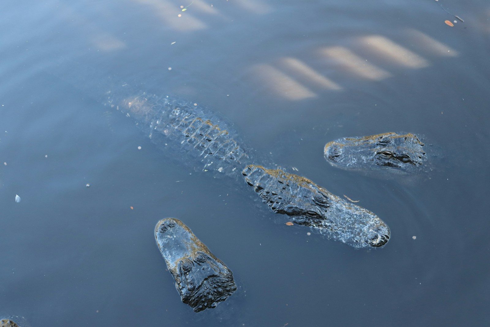black crocodile on body of water