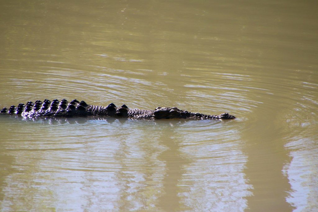 a large alligator swimming in a body of water