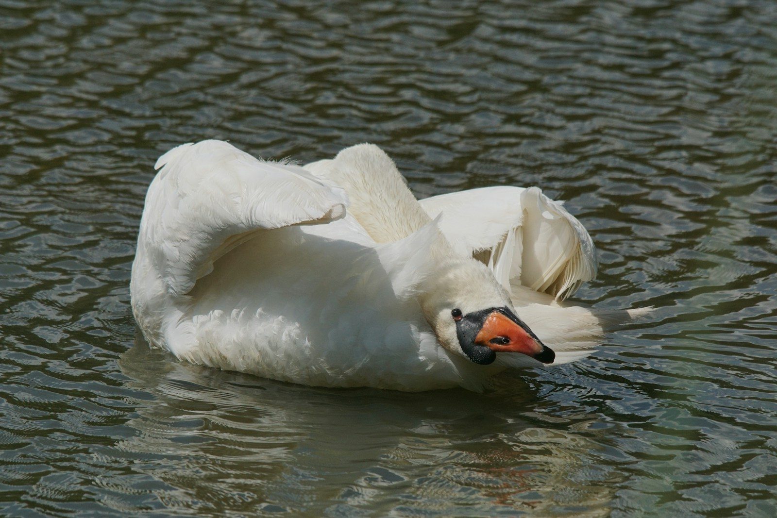 a white swan floating on top of a body of water