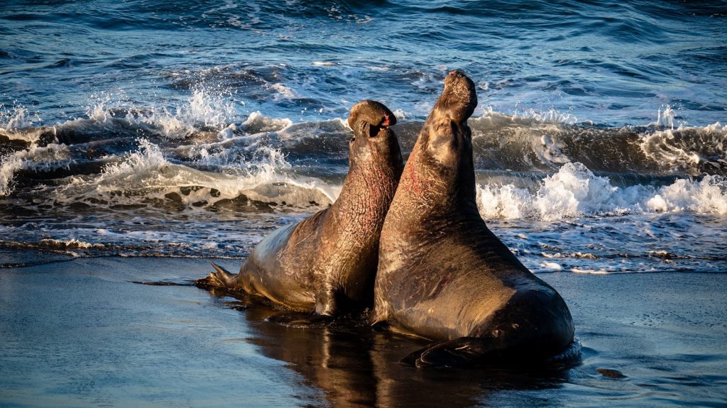 sea lion on water during daytime
