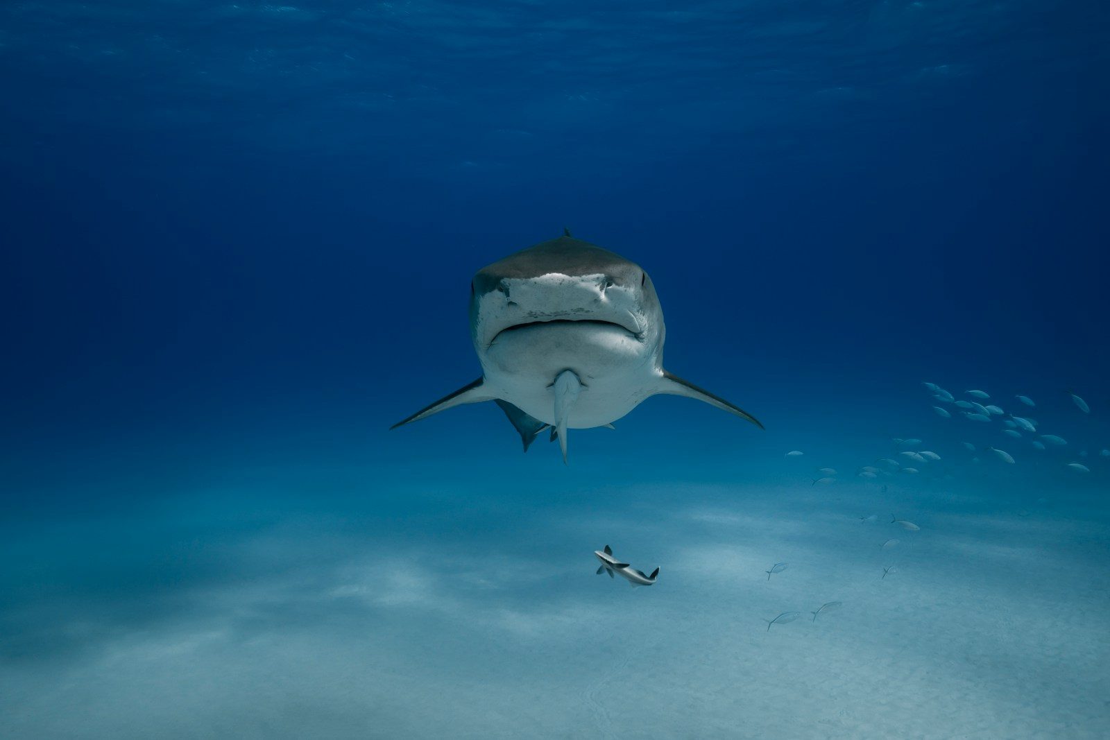 a shark swimming in the ocean with a fish nearby