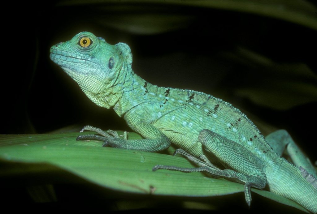 A green lizard with yellow eyes resting on a leaf.