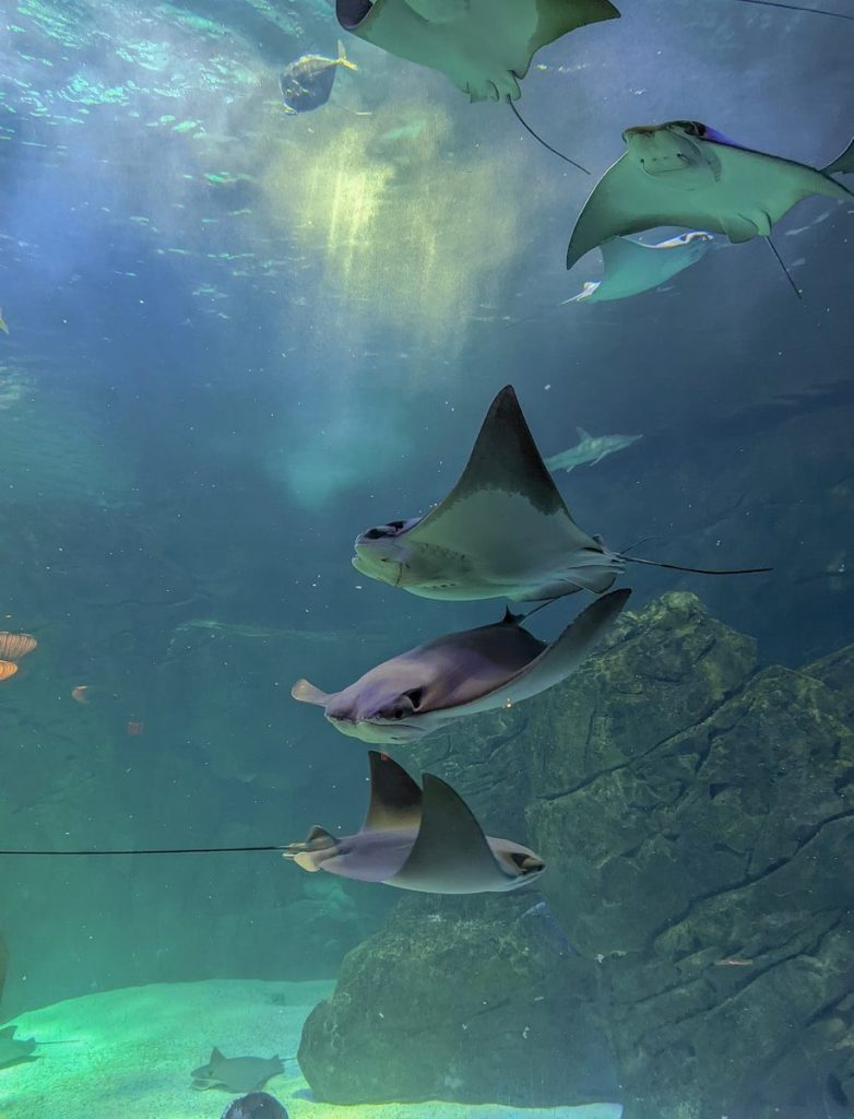 a group of fish swimming in an aquarium