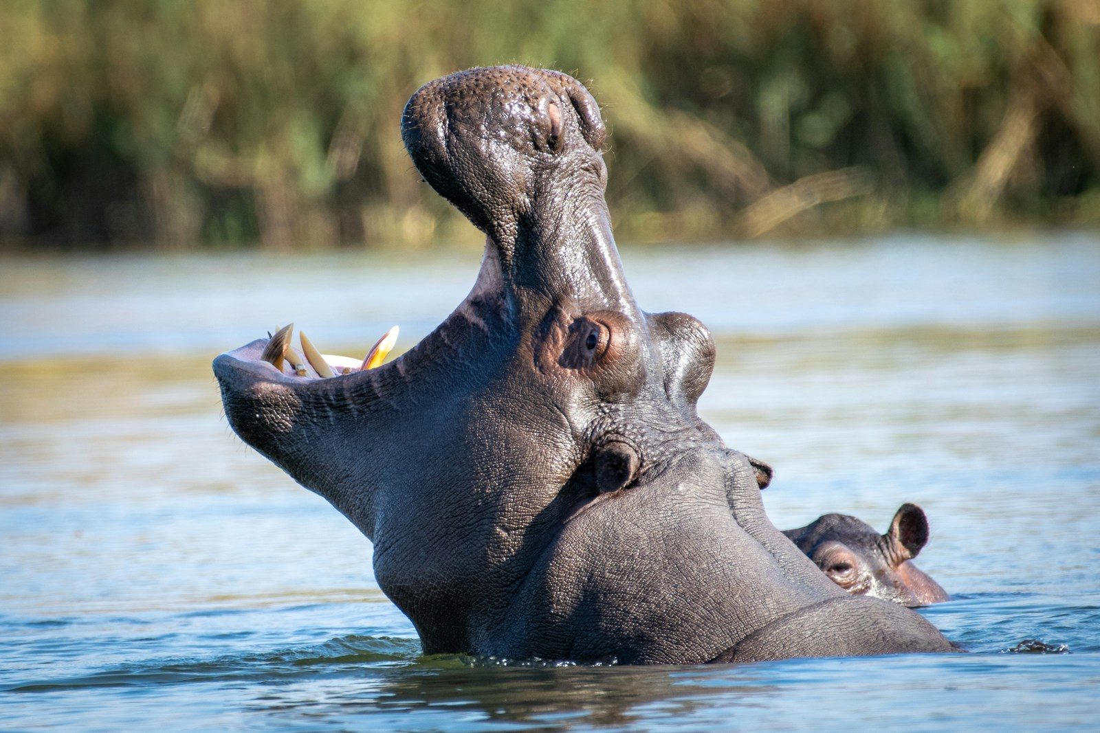 Hippo charges a boat and sends it flying