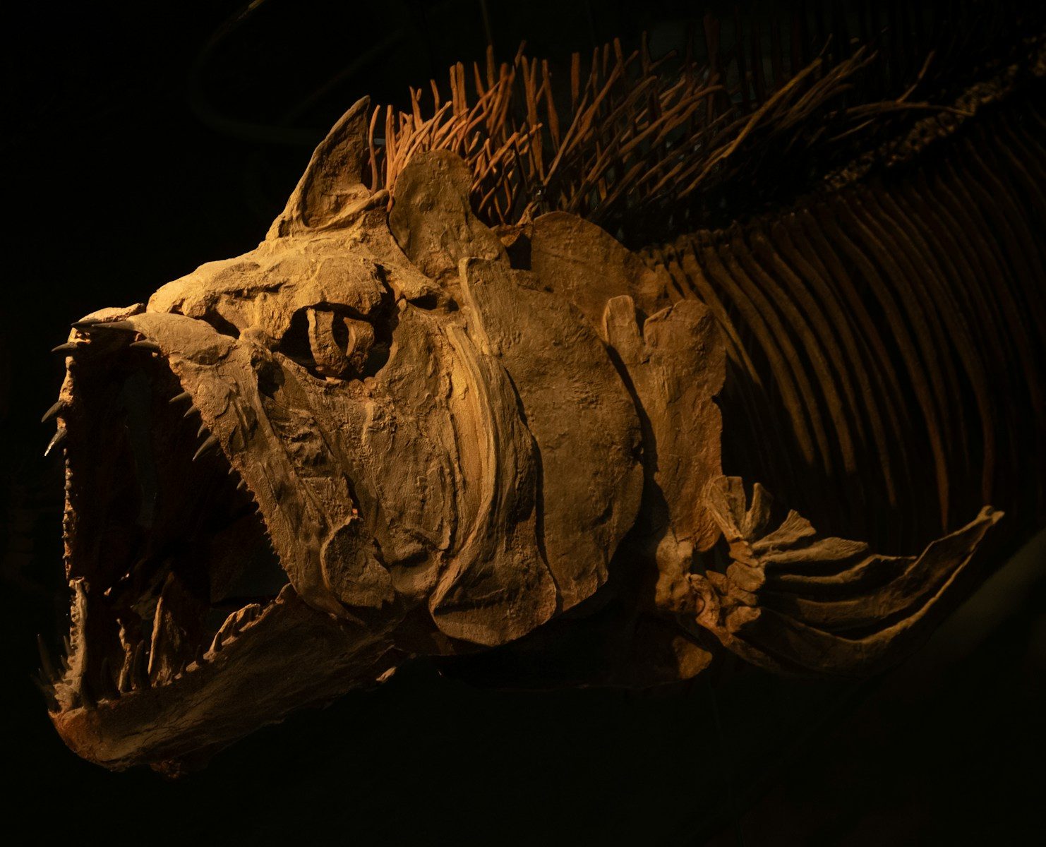 Close-up of a large fish skeleton with sharp teeth.