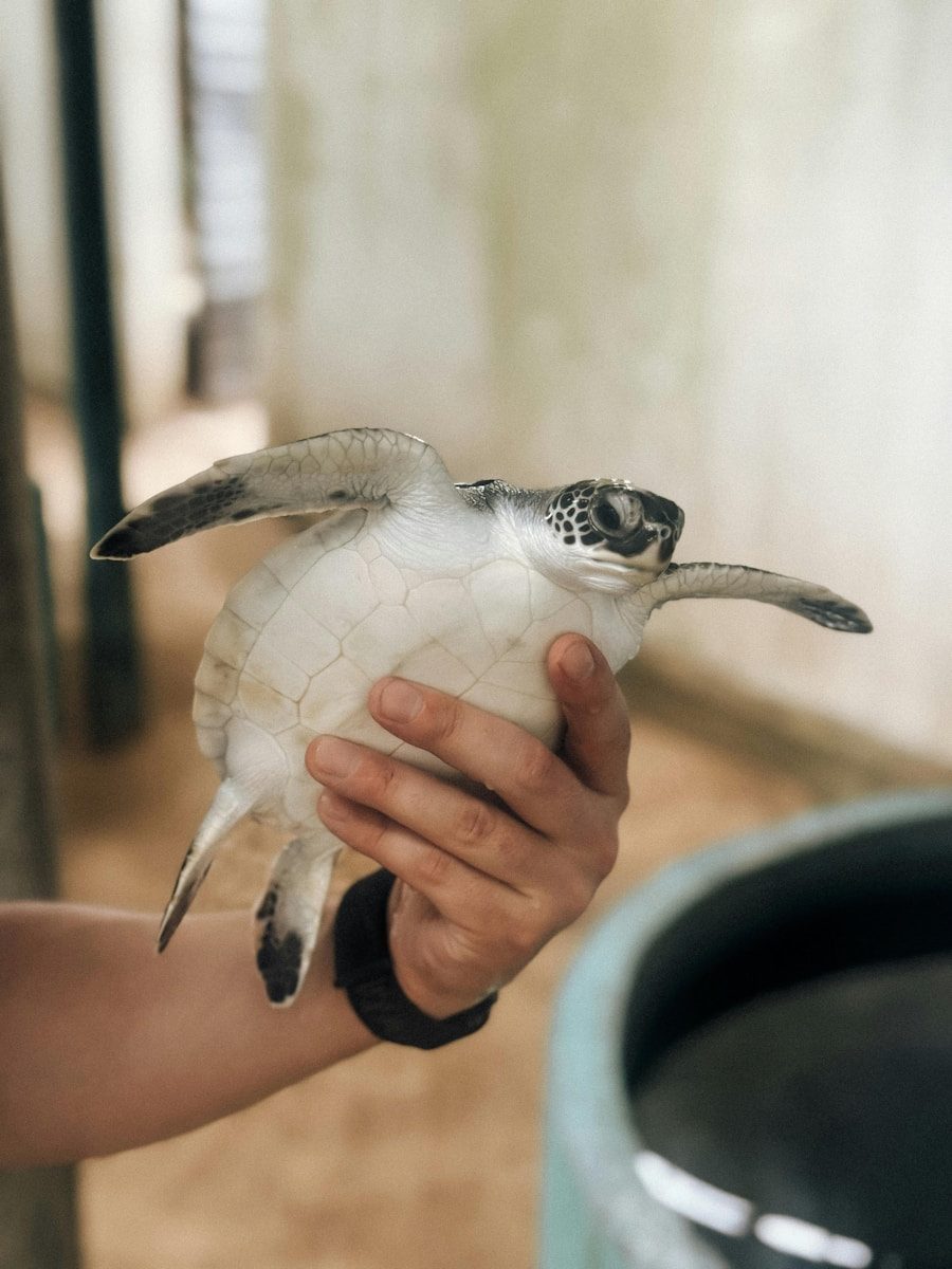 A person holds a baby sea turtle