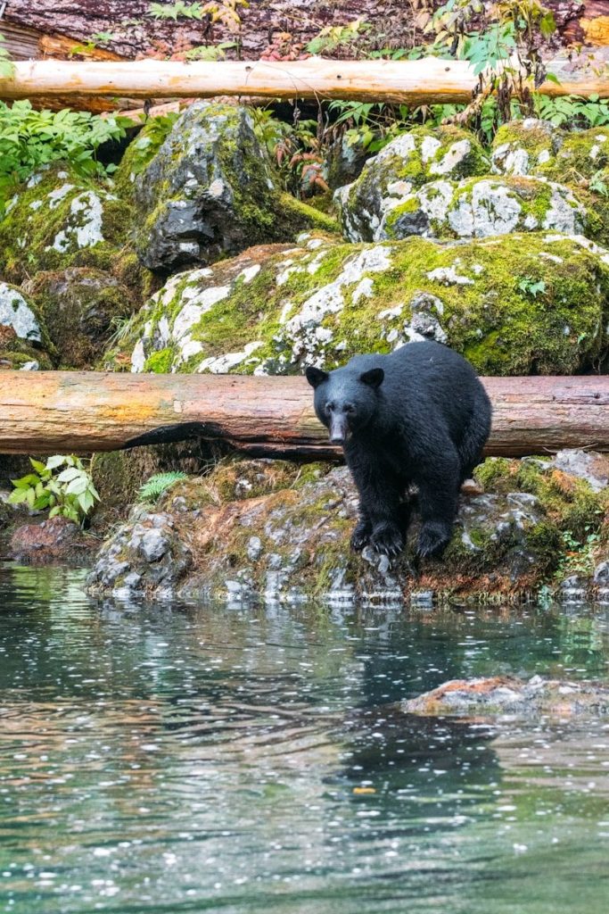 A black bear stands beside a clear forest stream.
