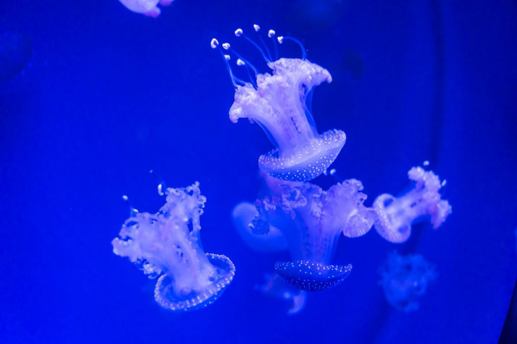 Several jellyfish float in deep blue water