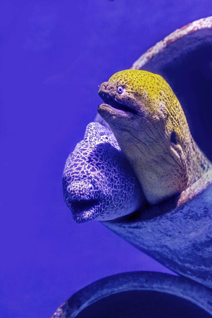 Two moray eels peeking out of a pipe