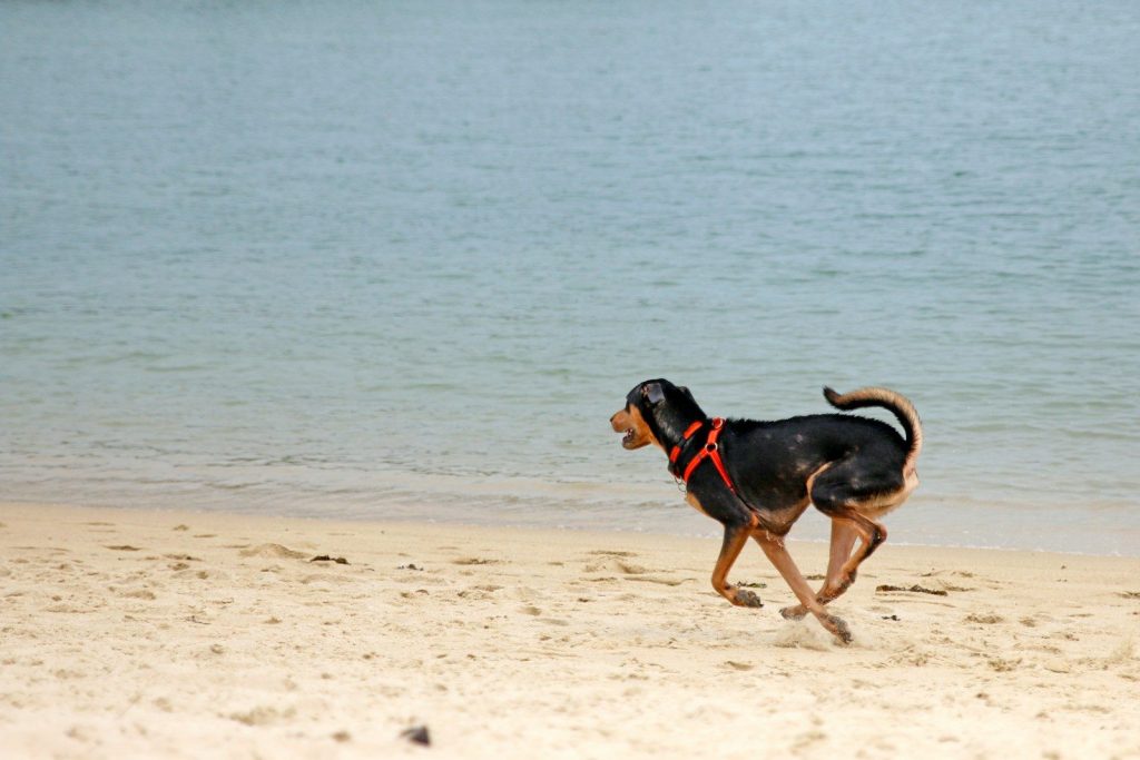 A dog running on a beach with a boat in the background
