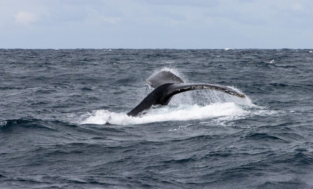 A whale's tail flashes above the waves