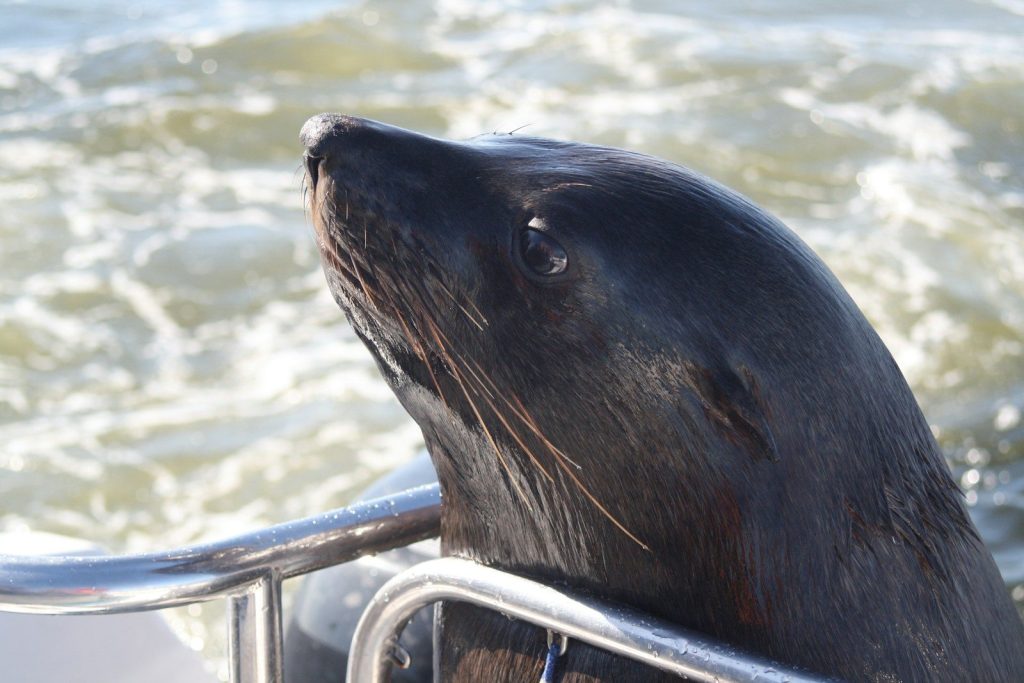 a close up of a sea lion on a boat