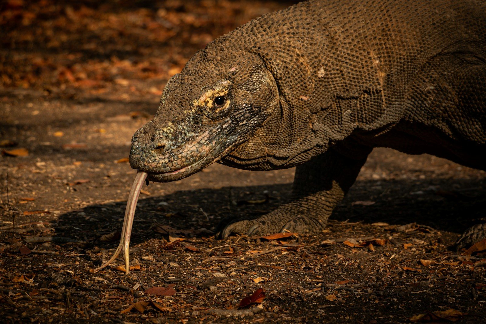 Komodo dragon bites a massive buffalo and waits for its venom to take effect