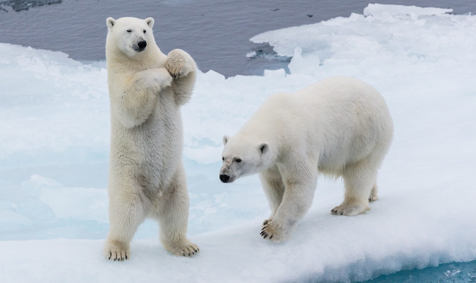 Polar bear has playful workout on Svalbard ice