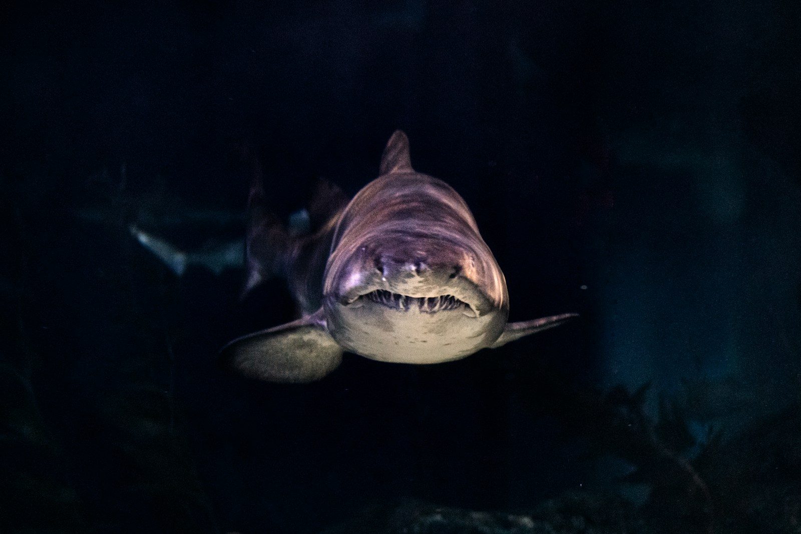 They mistook it for a large shark until a possible megalodon relative appeared on camera
