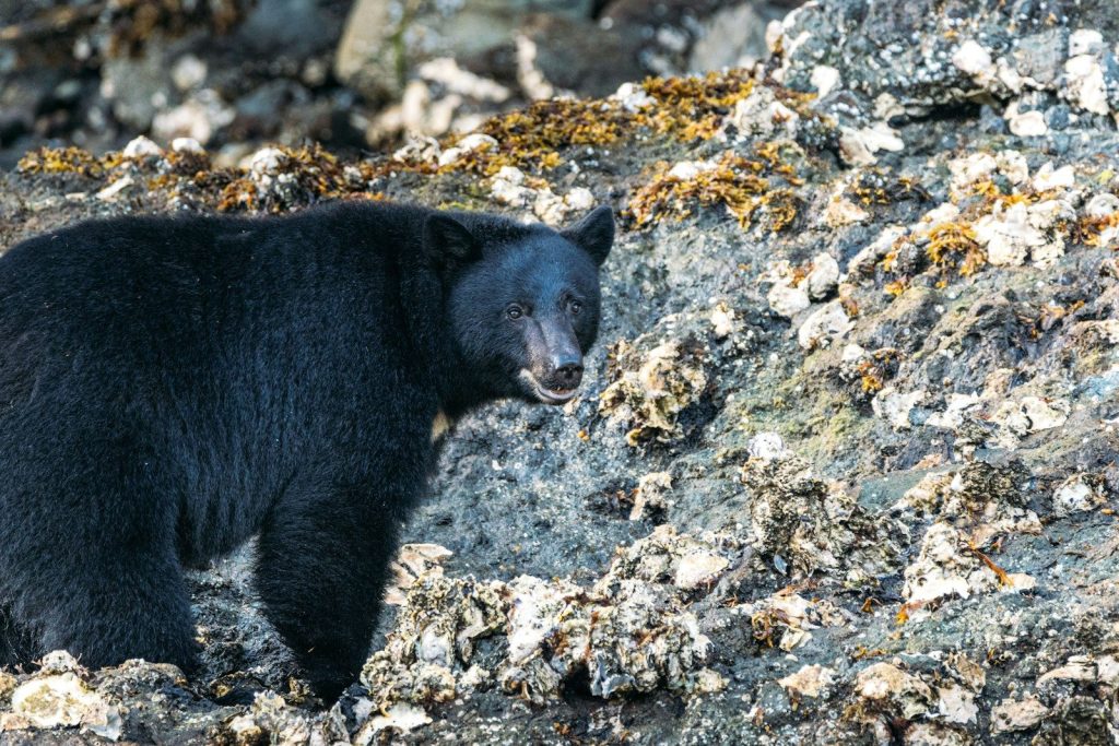 A black bear on a rocky, barnacle-covered shore.