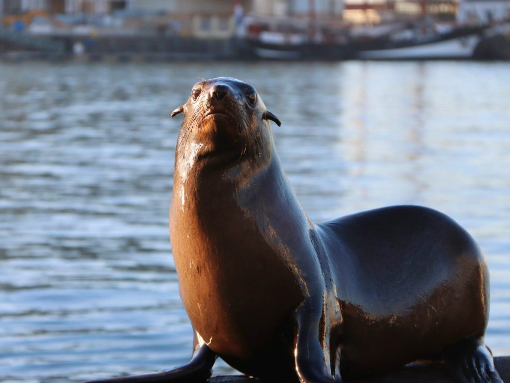 A sea lion poses on a dock by the water