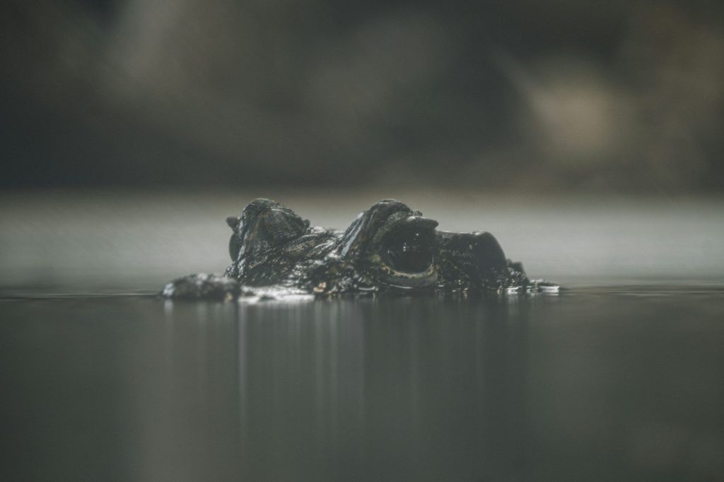 a close up of an alligator in a body of water