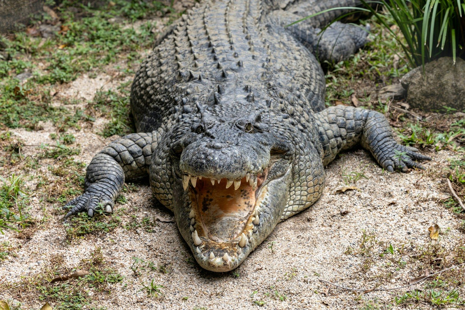 A crocodilian sits with its mouth wide open