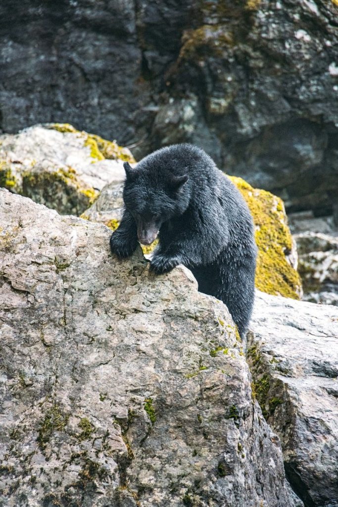 A black bear climbs on mossy rocks.