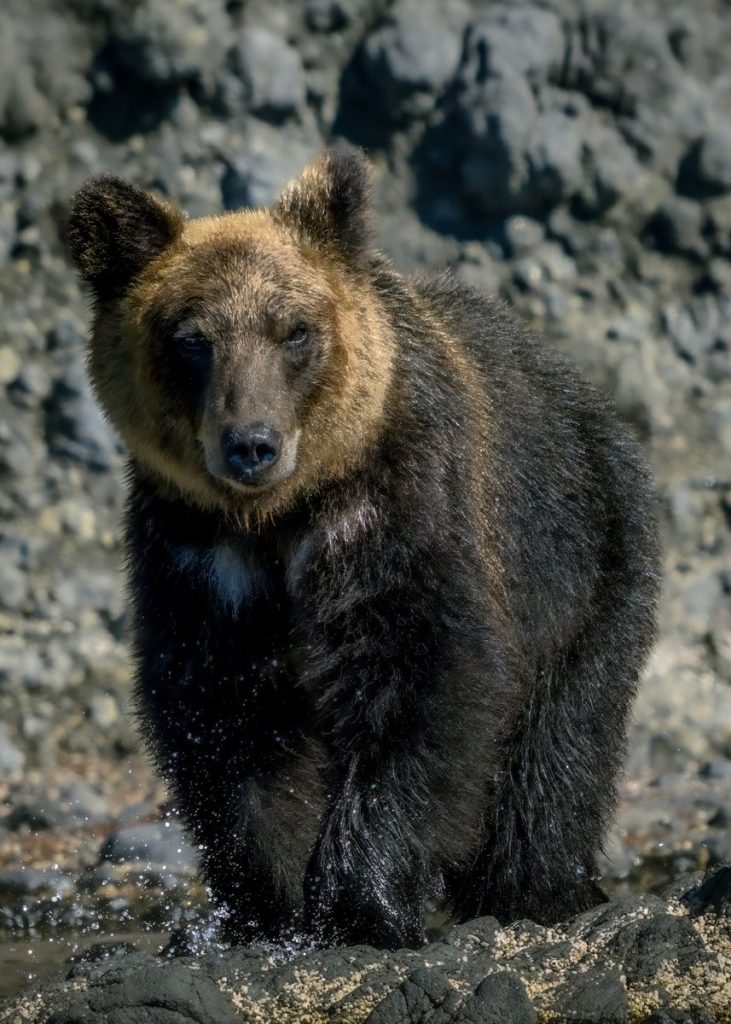 A brown bear stands among the rocks.