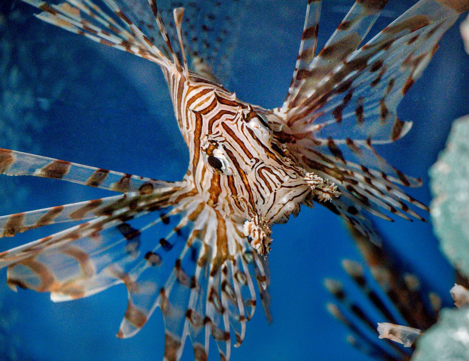 brown and white fish under water