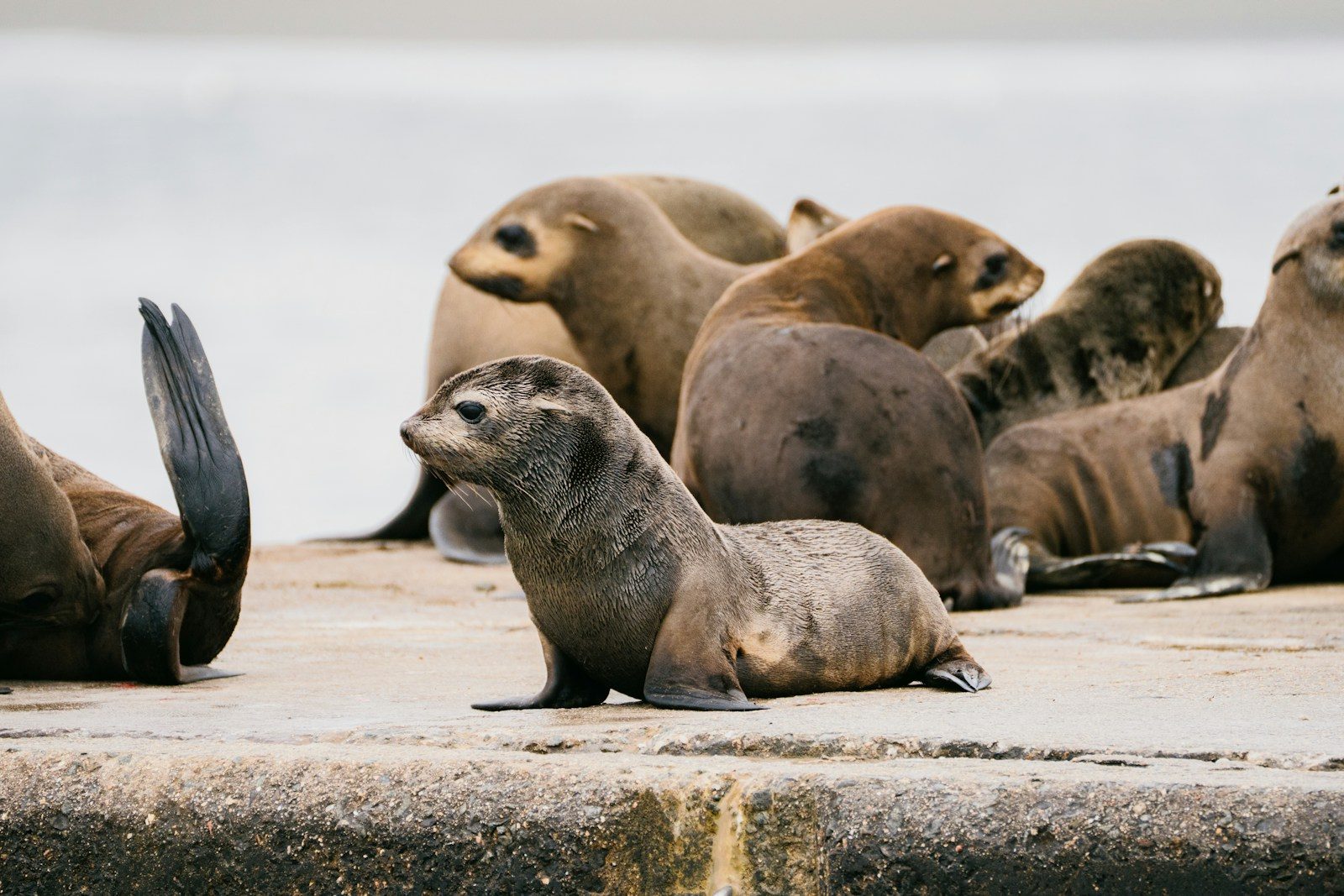 A group of seals resting on a concrete surface