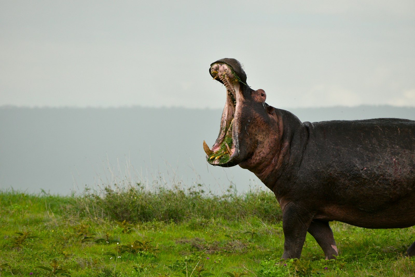 What happens when Colombia’s hippos battle for territory