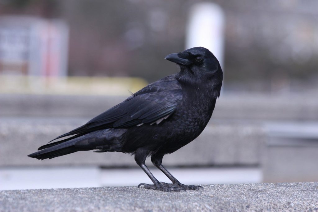 a black bird sitting on top of a cement slab