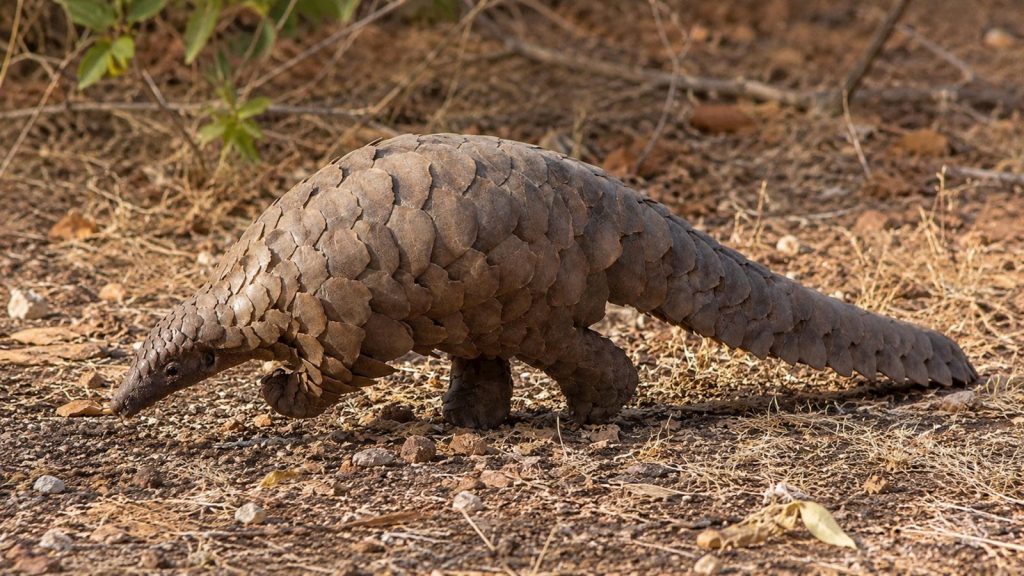 A pangolin walking on dry ground.