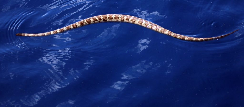 A banded sea snake swims in deep blue water
