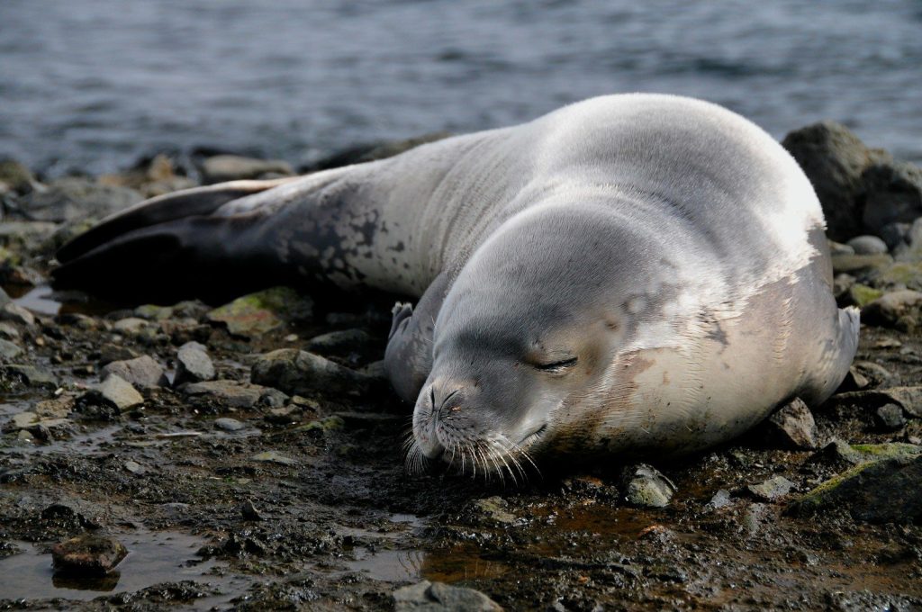 seal on brown rock near body of water during daytime