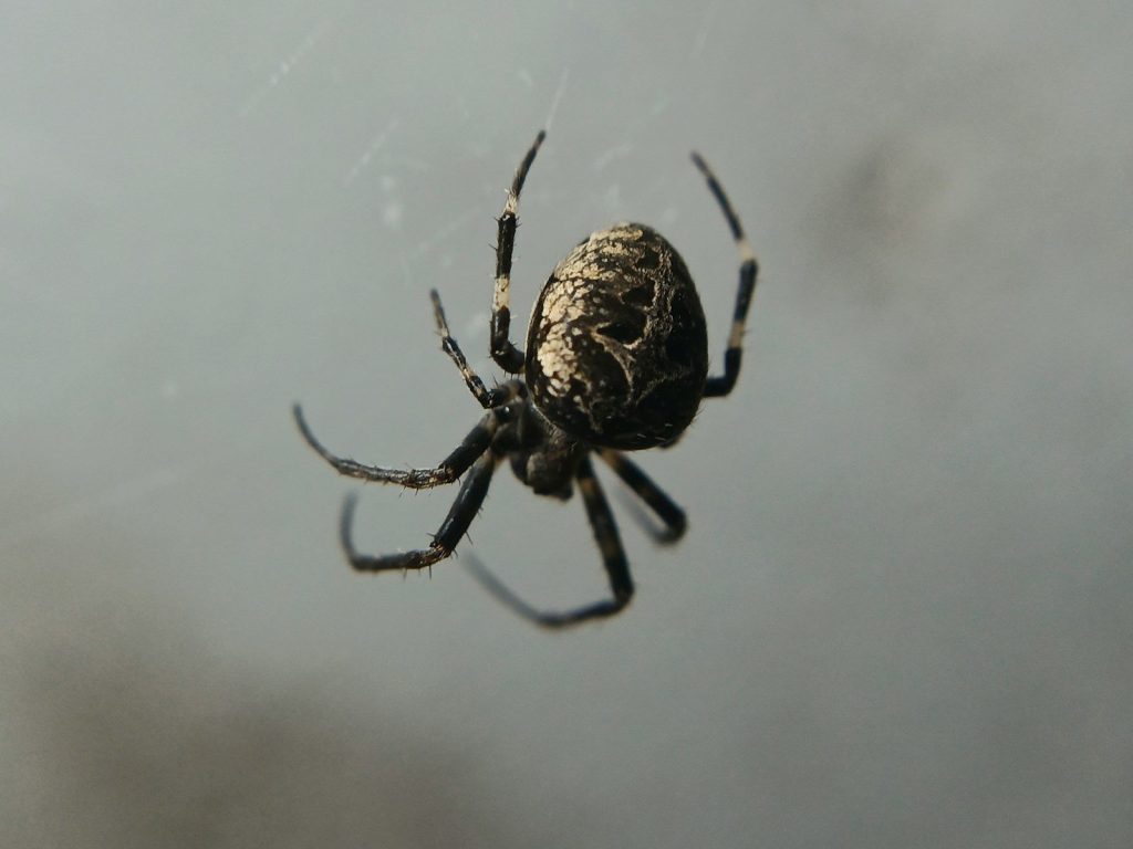 A spider hangs on its web