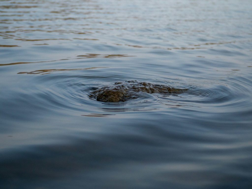 A crocodile emerges from calm water