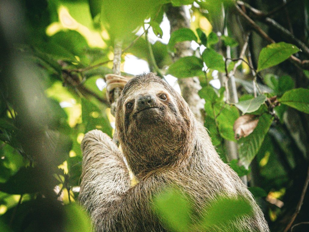 A sloth hanging from a tree branch in the jungle