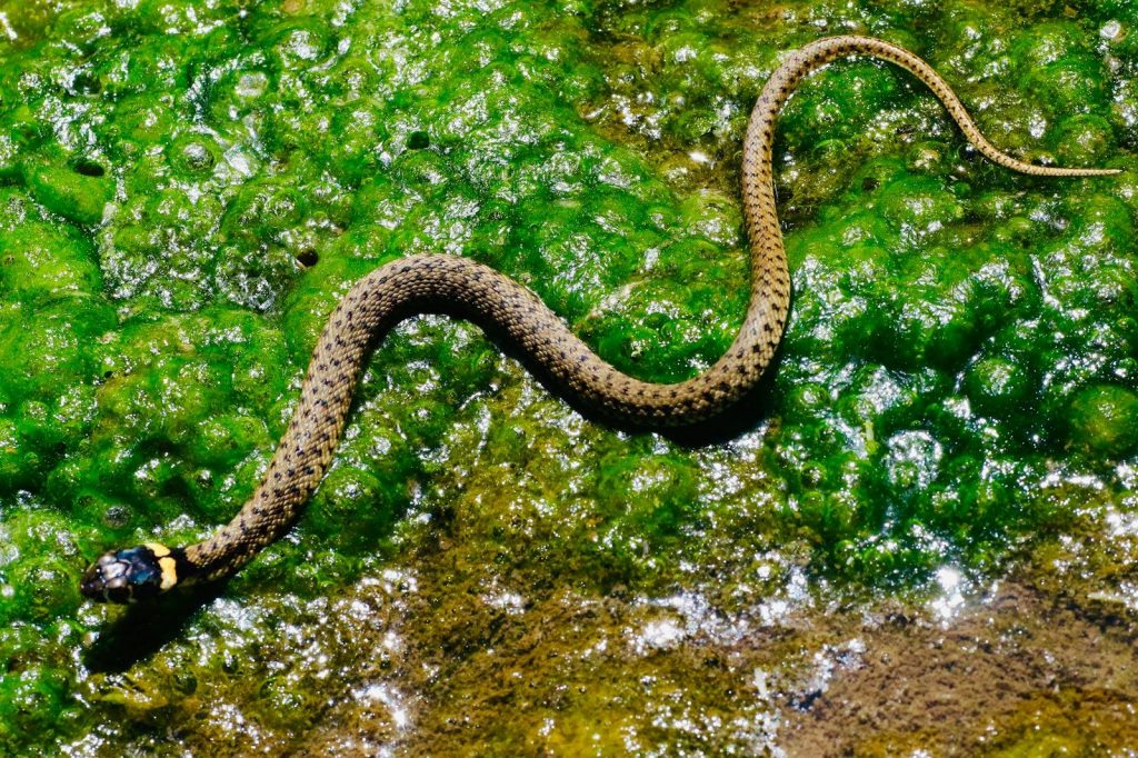 brown snake on green moth