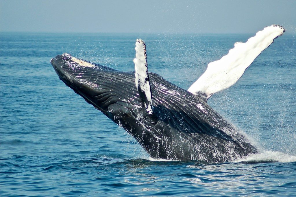 A humpback whale breaching the surface of the blue ocean with water splashing