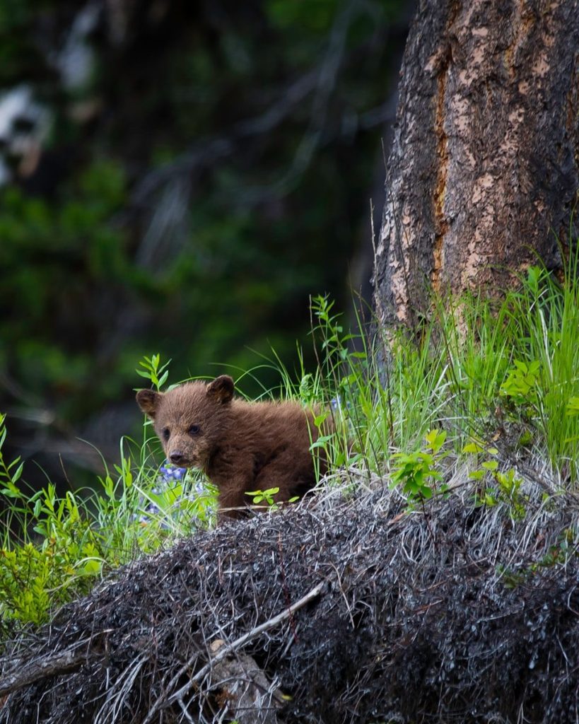 brown bear on green grass during daytime