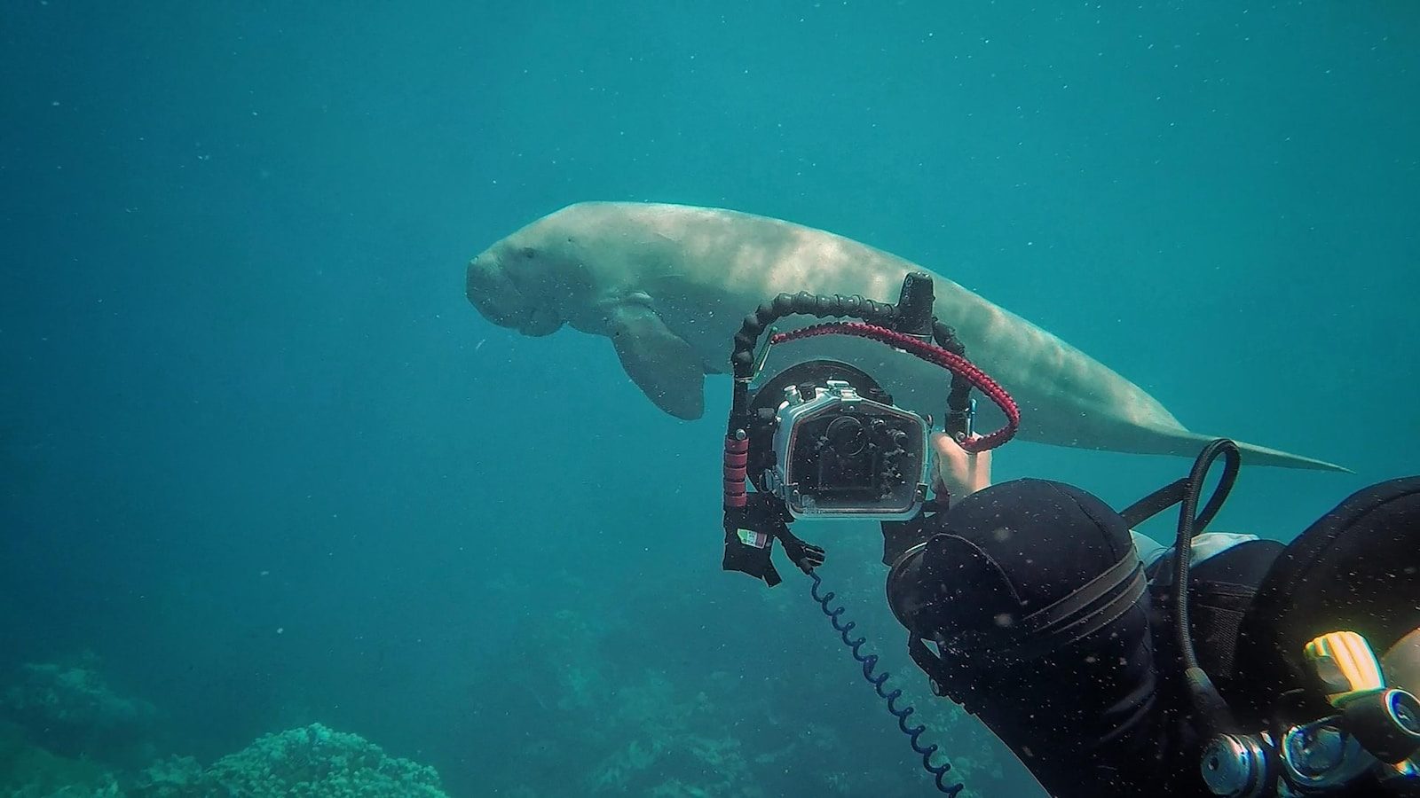 A Dugong encounter surprises a diver in the Philippines