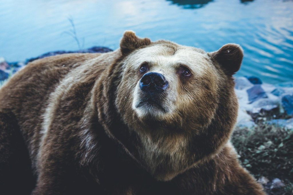 grizzly bear near body of water