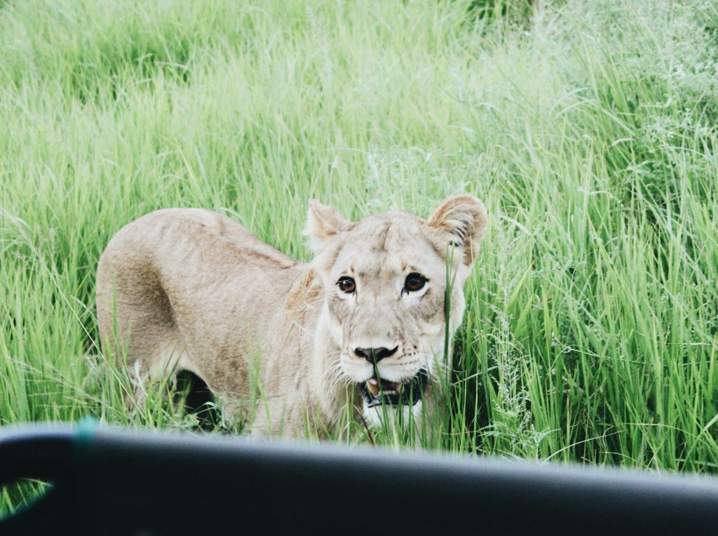 a lion is standing in the tall grass