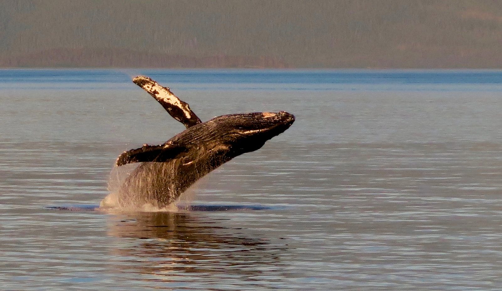 black and white whale on water during daytime