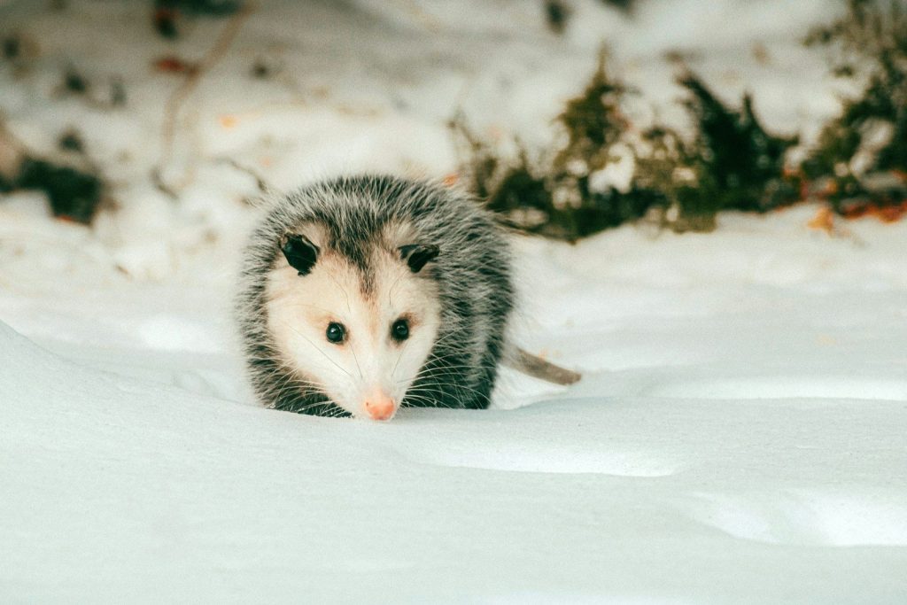 An opossum walks through the snow.