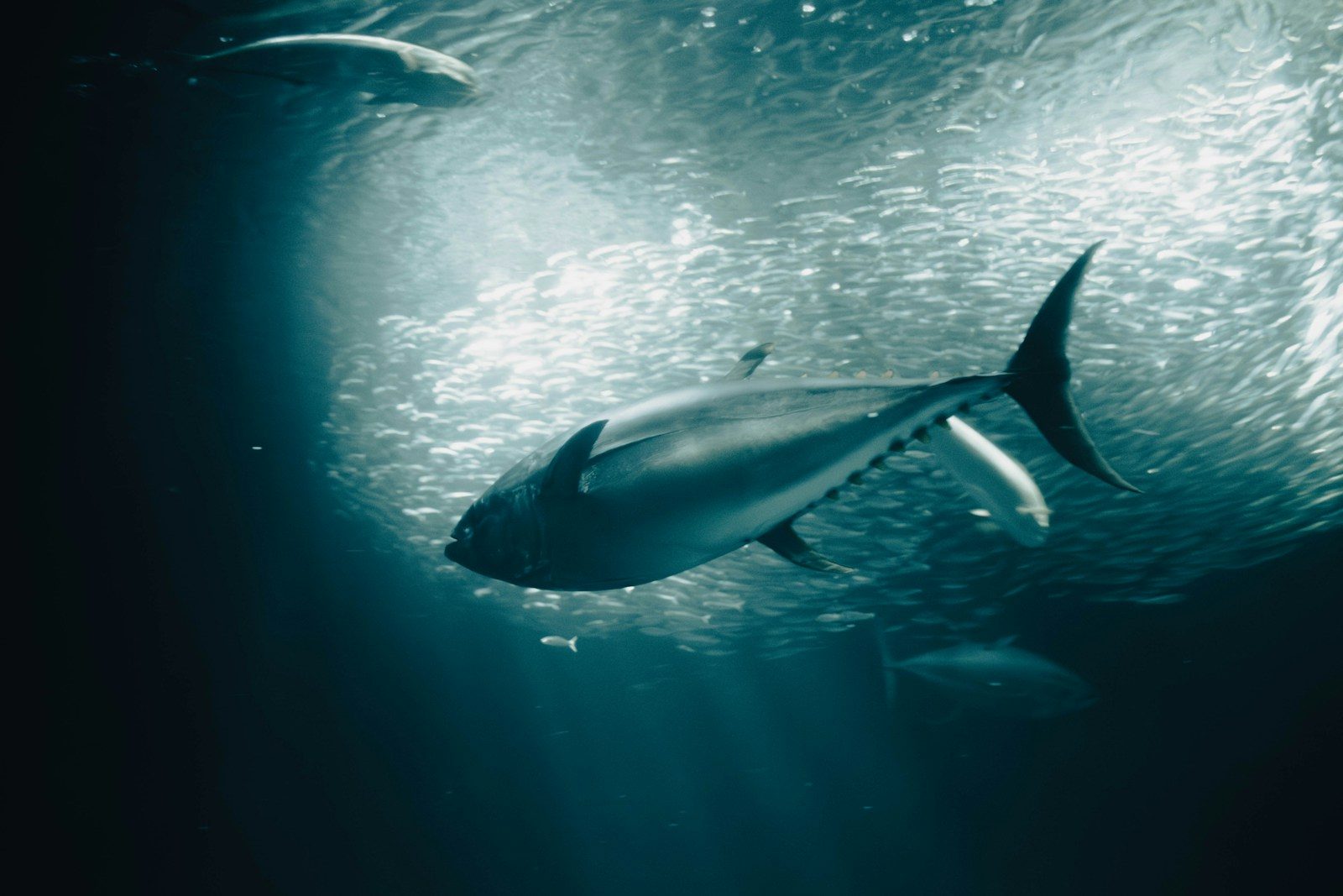 Tuna fish swimming in deep blue water with sun rays.